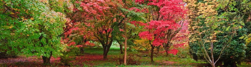 autumn trees