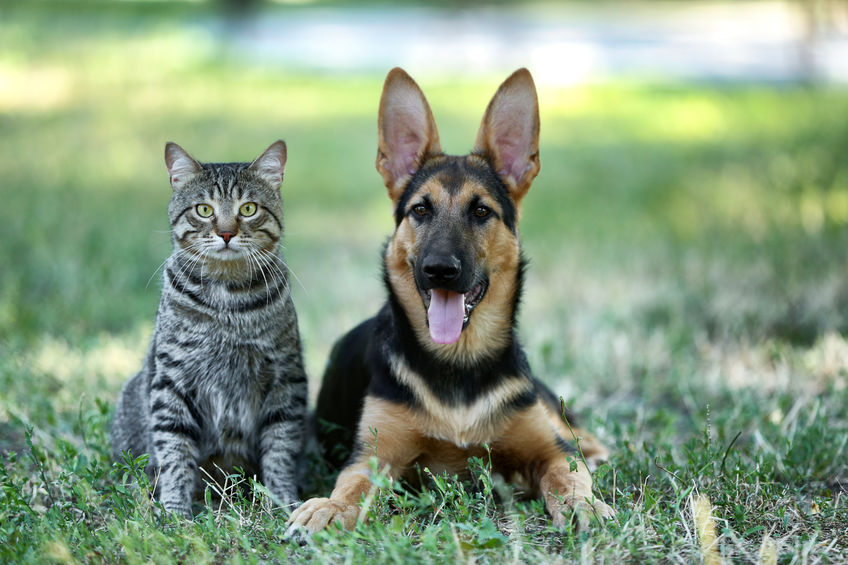 cat & dog